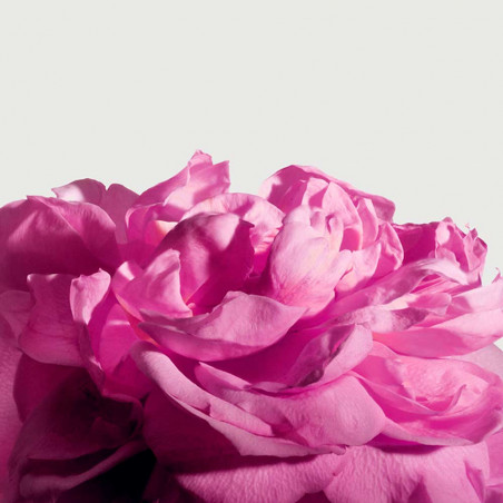 Radical Rose Extrait 100Ml | Matiere Premiere