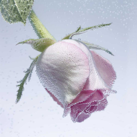Rose Saltifolia Dau De Parfum | Maison Crivelli