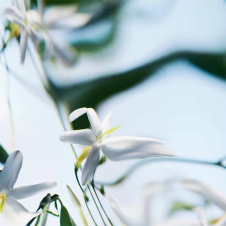Blanche Absolu Edp 100Ml | Byredo