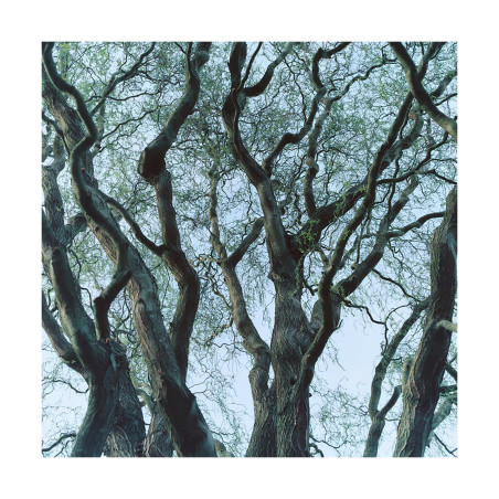 Tree House Room Spray 250Ml | Byredo