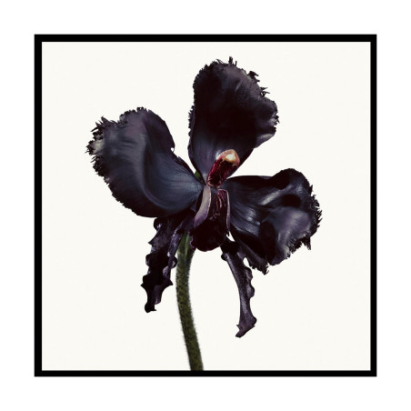 Black Orchid Reserve Eau De Parfum | Tom Ford